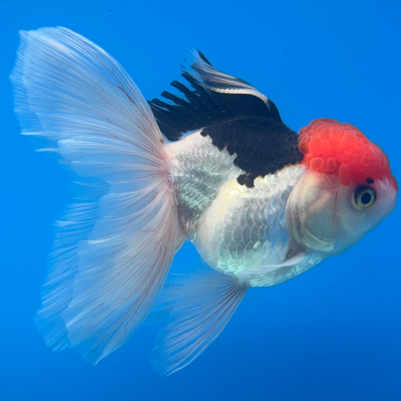 Thai Oranda Tri-Color 3.5” Body Female(CK-921)R1BLUETUB4