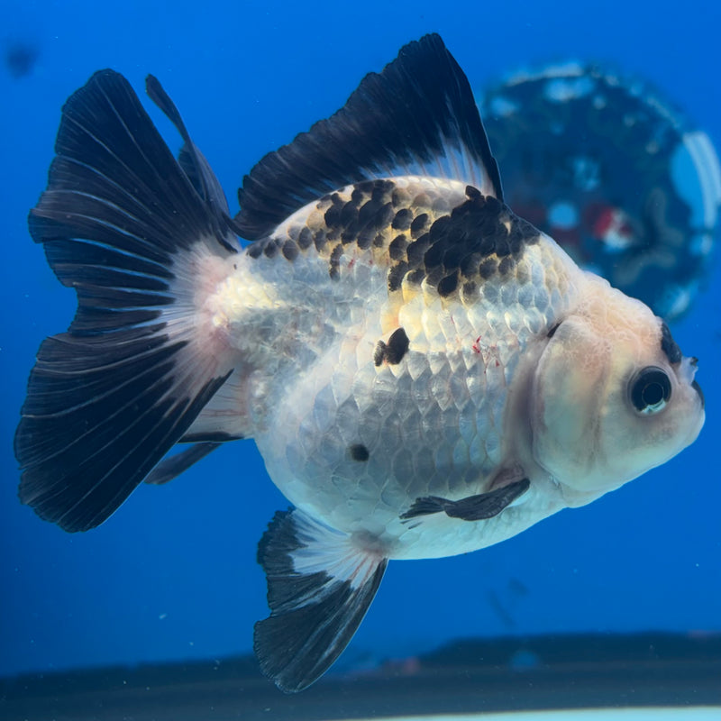 Thai Oranda Panda 3” Body Male(CK-1410)R1B09
