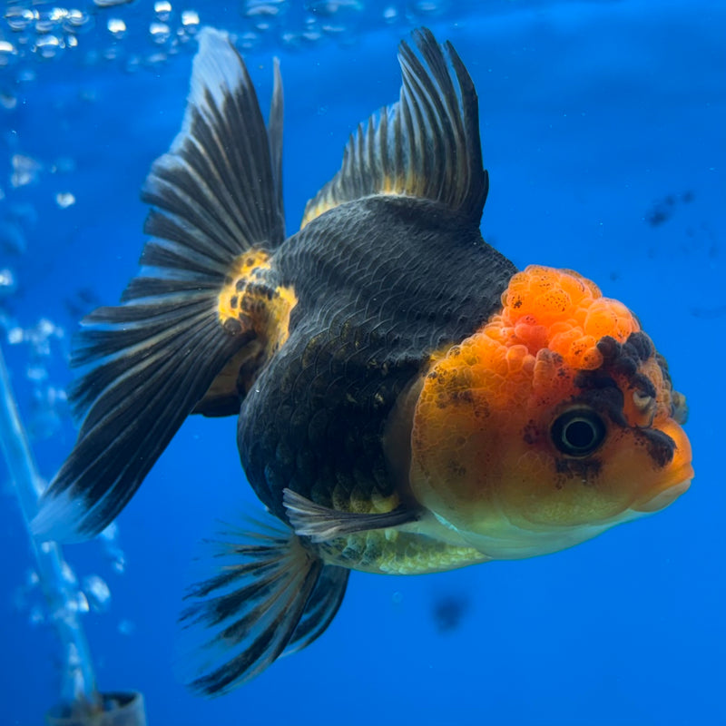 Thai Oranda Apache 3.5” Body Female(CK-914)R1BLUETUB4