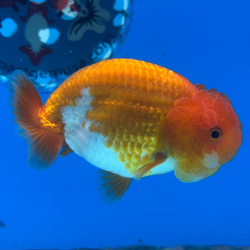 Thai Ranchu Red/White 3” Body Male(CK-994)R3B03