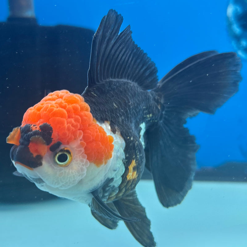 Thai Oranda Apache 3.5” Body Female(CK-936)R1BLUETUB4