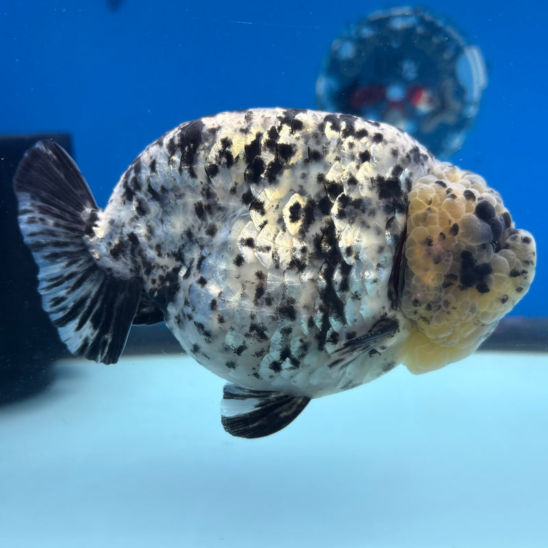 Thai Ranchu White Tiger 4” Body Male(BIN-CK-1039)R1BLUETUB2
