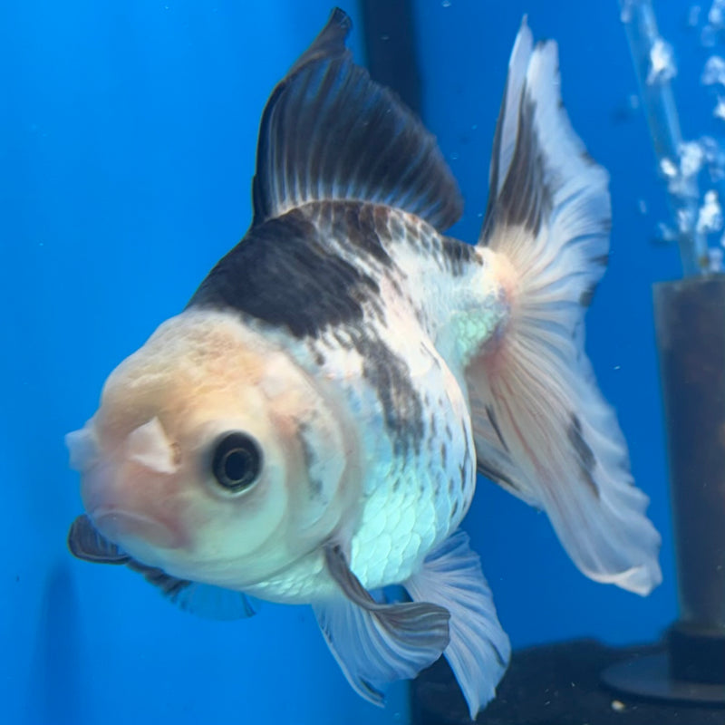 Thai Oranda Panda 3” Body Male(CK-953)R3B17