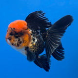 Thai Oranda Tri-Color White 3"inch Body Male(FEB-918)R3A07)