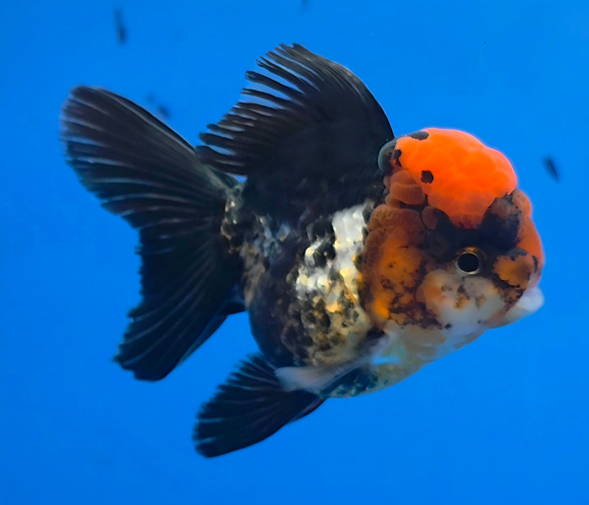 Thai Oranda Tri-Color White 3"inch Body Male(FEB-918)R3A07)