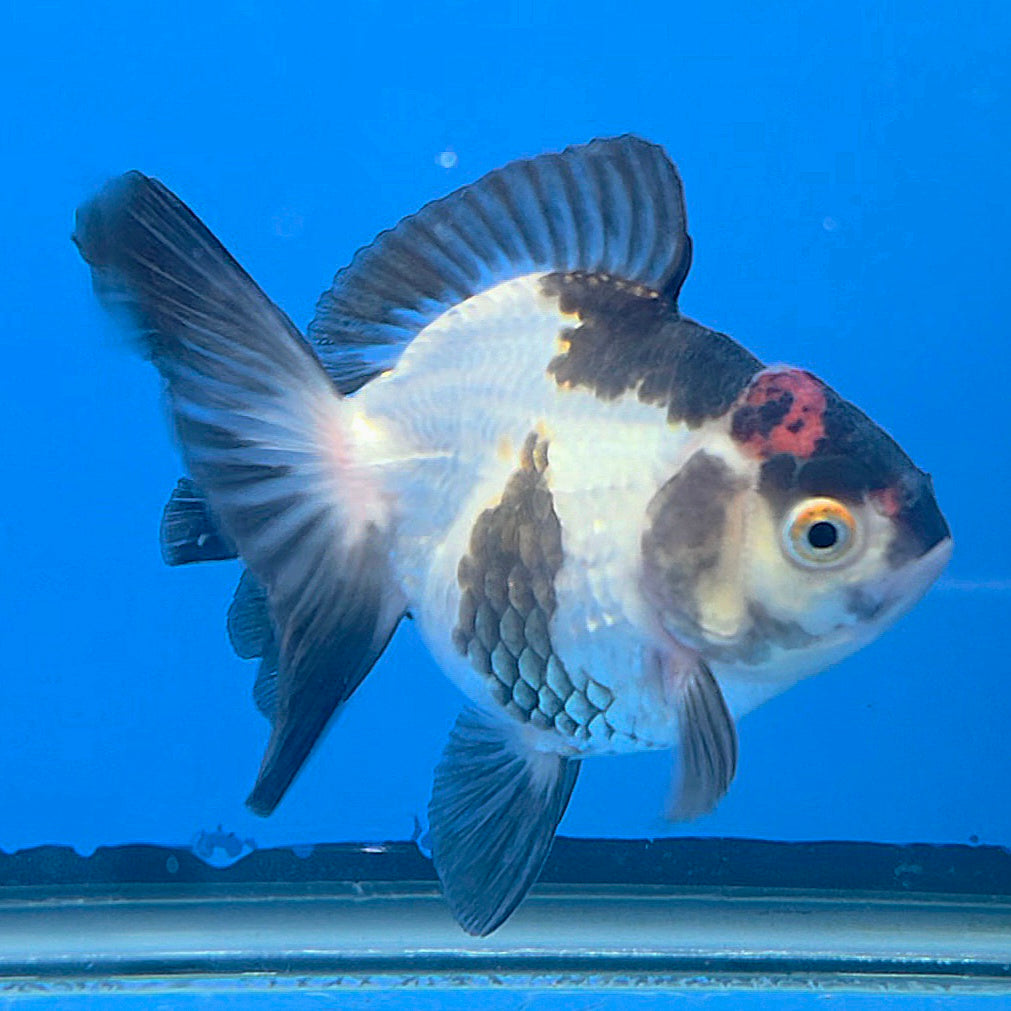 Thai Oranda Tri-Color White 3"inch Body Female(FEB-919)R3A07)