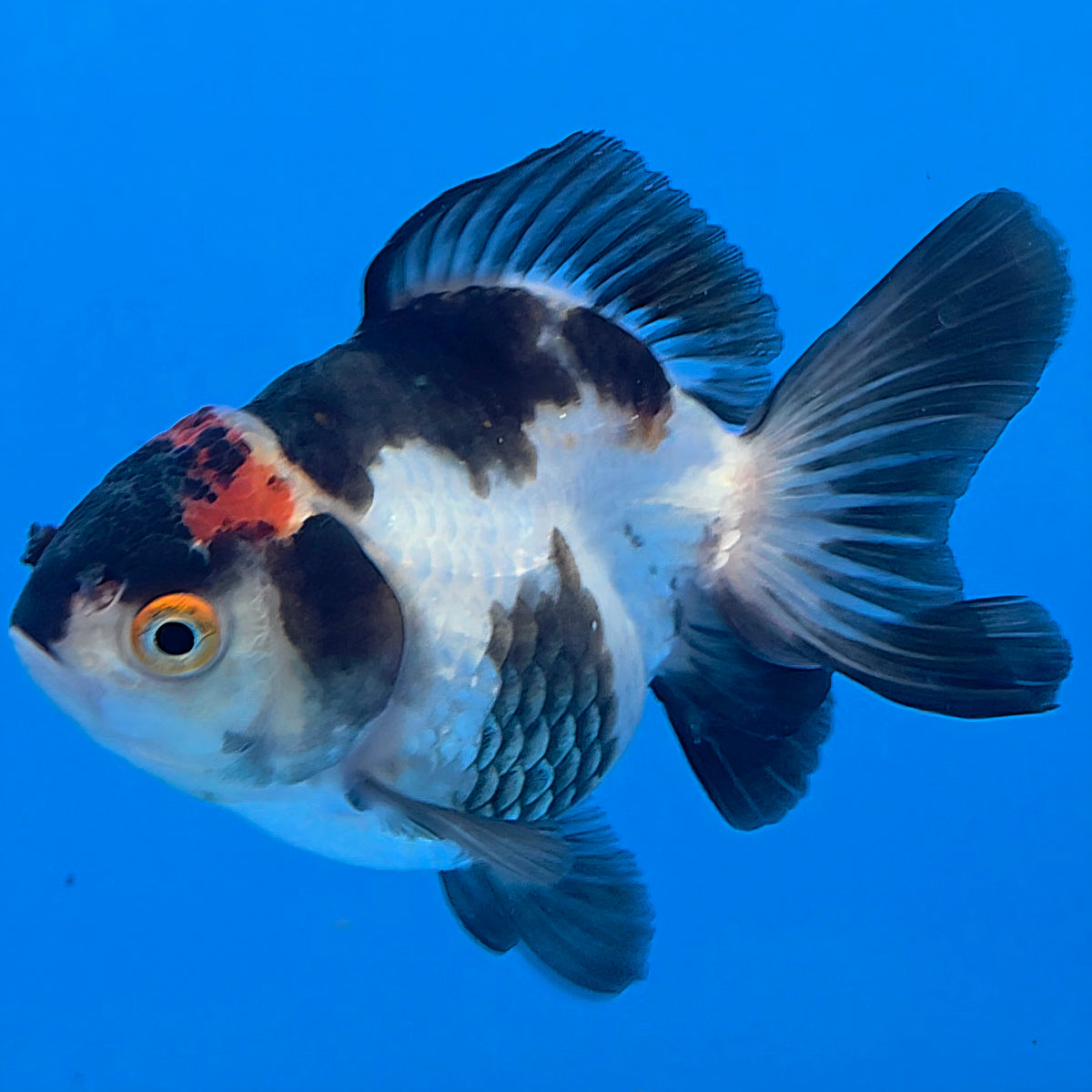 Thai Oranda Tri-Color White 3"inch Body Female(FEB-919)R3A07)