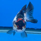Thai Oranda Tri-Color White 3"inch Body Female(FEB-919)R3A07)