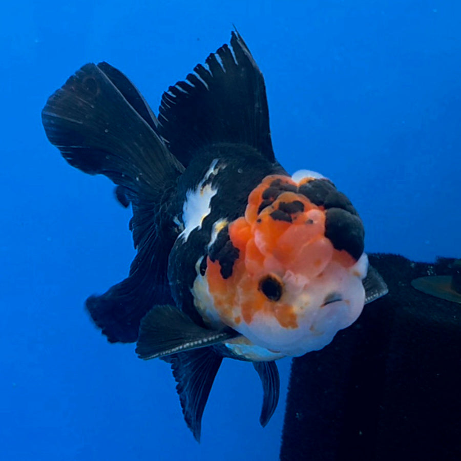 Thai Oranda Tri-Color 3.5"inch Body Male(FEB-920)R3A07)