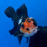 Thai Oranda Tri-Color 3.5"inch Body Male(FEB-920)R3A07)