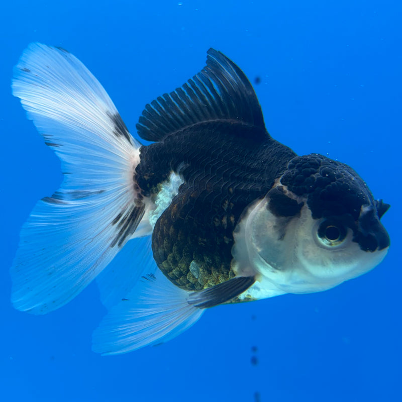 Thai Oranda Panda 3” Body Female(CK-971)R3B10
