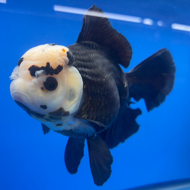 Thai Oranda NOK AA Medium Breed Peacock Tail Panda 5.5” Body Female(CK-804)R1A08
