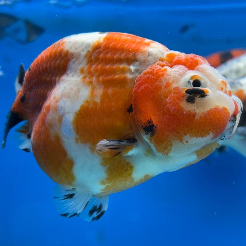 Premium Fancy Goldfish Ranchu Red and White Tiger 3.5” Body (JCD-189)R2C05