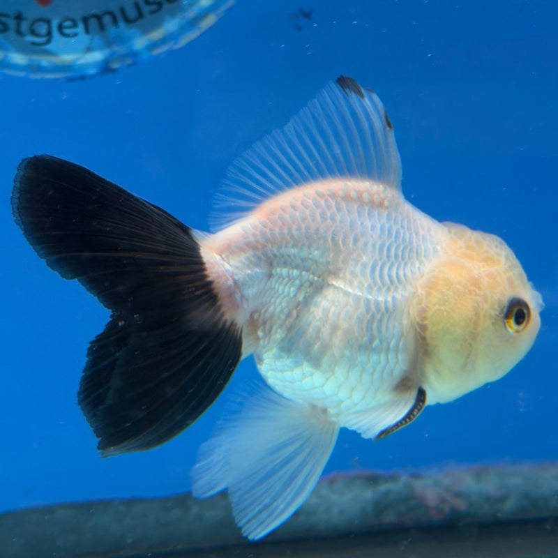 Thai Oranda Lemonhead 2.5” Male (FEB-314)R3B08