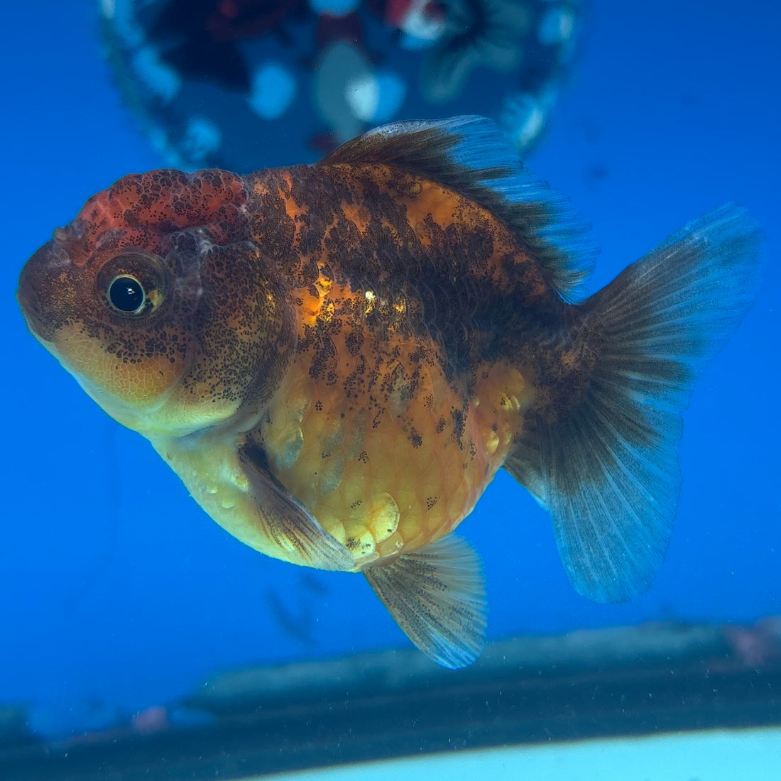 Thai Oranda Calico Yuanbao by SHOGUN 2.5” Body Female(CK-1588)R3B09