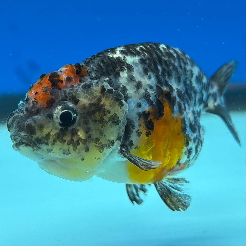Thai Ranchu Calico 3” Body Female(CK-1390)R1A09