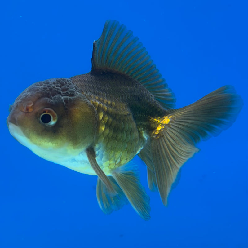 Thai Oranda Full Black 2” Body Male(CK-1018)R3B13