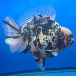 Thai Oranda Tri-Color Tiger 4" Male(NKT-CK-1575)BLUETUB-B