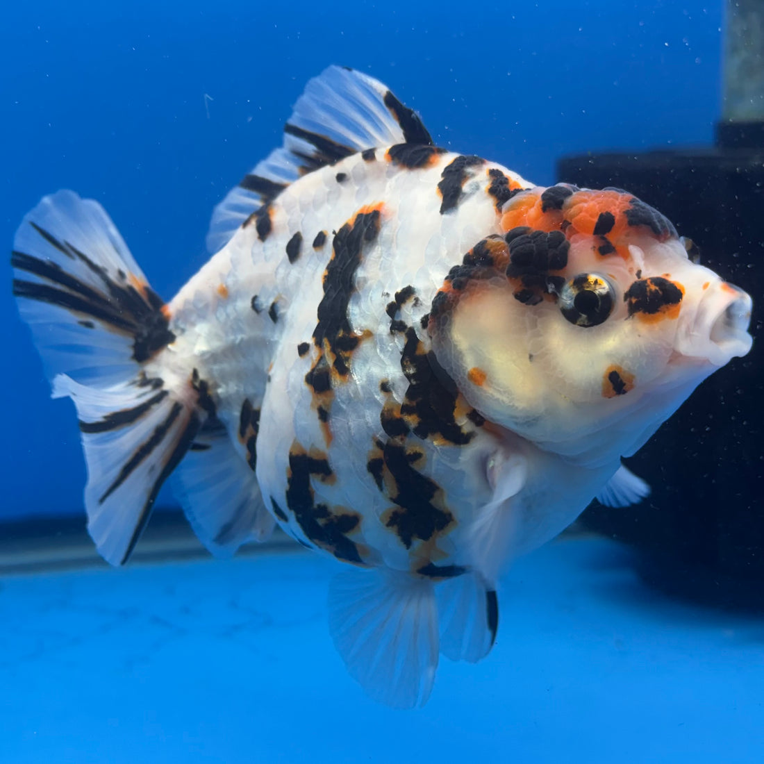 Thai Oranda Tri-Color Tiger 4" Female (NKT-CK-1565)BLUETUB-B