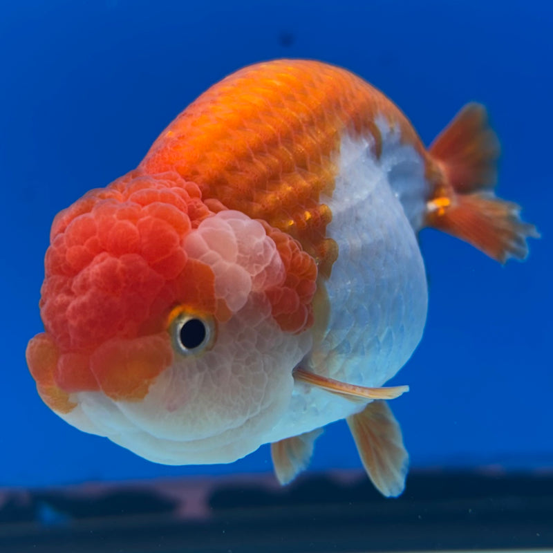 Thai Ranchu Red/White 3.5” Body Male(CK-831)R3A13