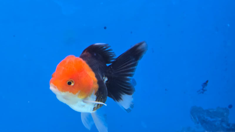 Thai Tri Color Orchid Tail Medium Breed Female 2.50 inch Body (NNN-3001)R3B15