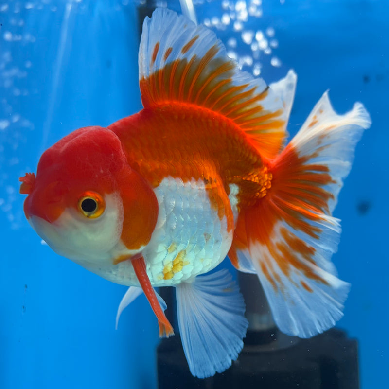 Thai Oranda Red/White 3.5” Body Male(QGF-CK-1075)SHOWTANK