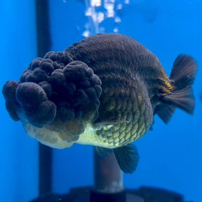 Thai Ranchu SPECIAL COLOR Apache 3.5” Body Female(CK-1115)R1A04