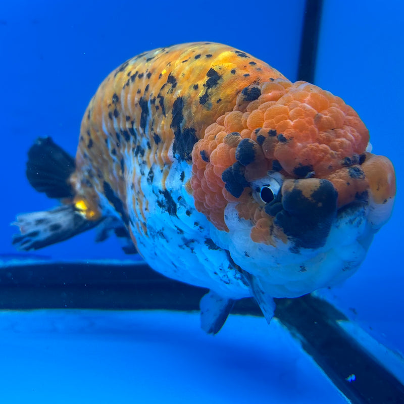 Thai Super Jumbo Calico Ranchu 6” Body Male(CK-CRP-JO1135)