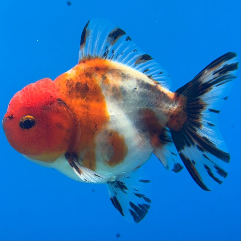 Thai Oranda SHOGUN 2.5” Body Male(CK-1155)R3A10