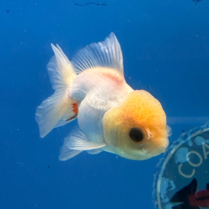 Thai Oranda Lemonhead 2.5” Female (FEB-315)R3B08