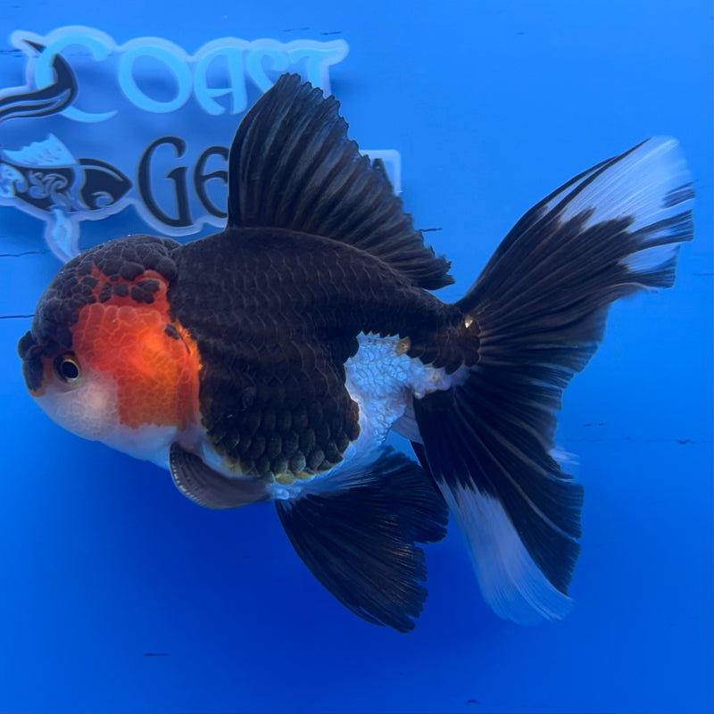 Thai Oranda Apache/Tri-Color 3” Body Female(CK-959)R3B13
