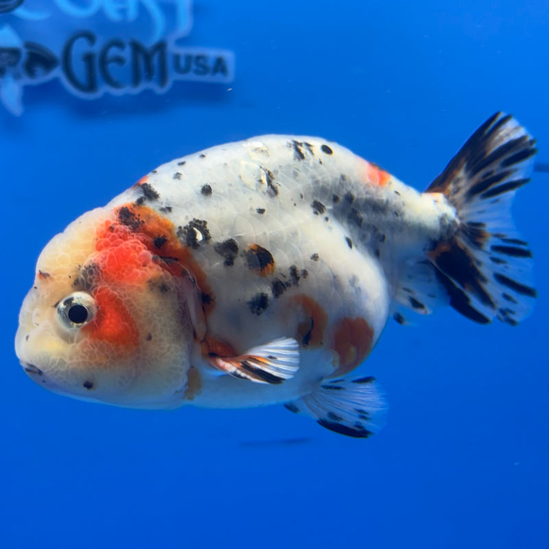 Thai Ranchu Tri-Color Calico 3.5” Body Male(CK-938)R2C03