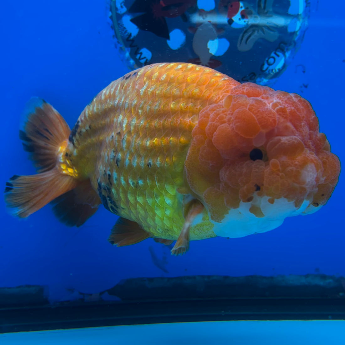Thai Ranchu JUMBO Red/White 4.5” Body Male(CK-1555)BLUETUB-A