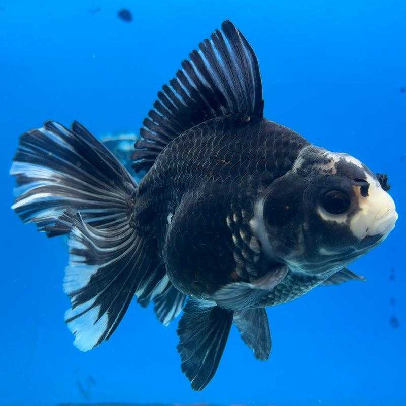 Thai Oranda Panda 4” Body Male(CK-1205)SHOWTANK