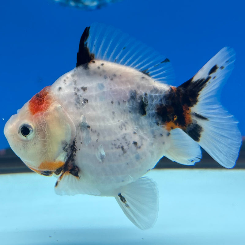 Thai Oranda Calico Yuanbao by SHOGUN 3” Body Male(CK-1167)R3A06
