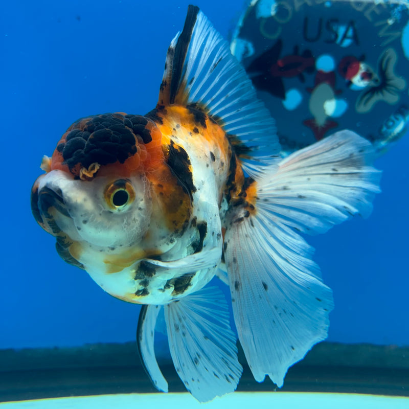 Thai Oranda Tri-Color Calico Tiger 3.5” Body Female(CK-1485)R2B17