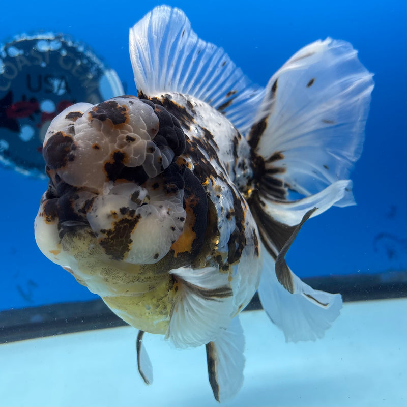 Thai Oranda Tri-Color Calico Tiger RoseTail 4.5” Body Female(NKT-CK-1031)SHOWTANK2