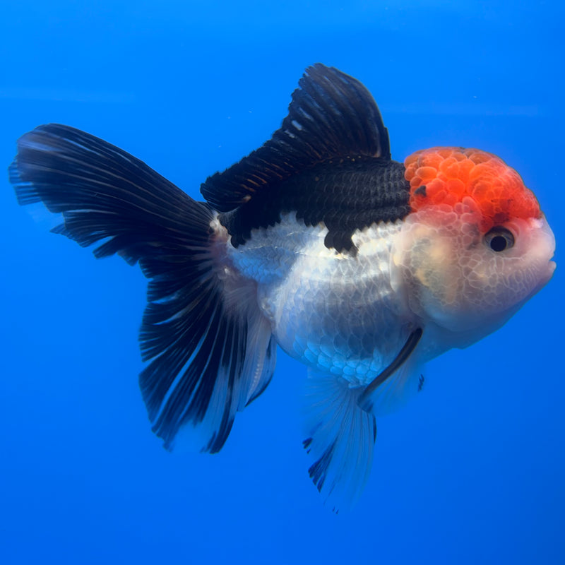 Thai Oranda Tri-Color 3.5” Body Female(CK-724)R1A02