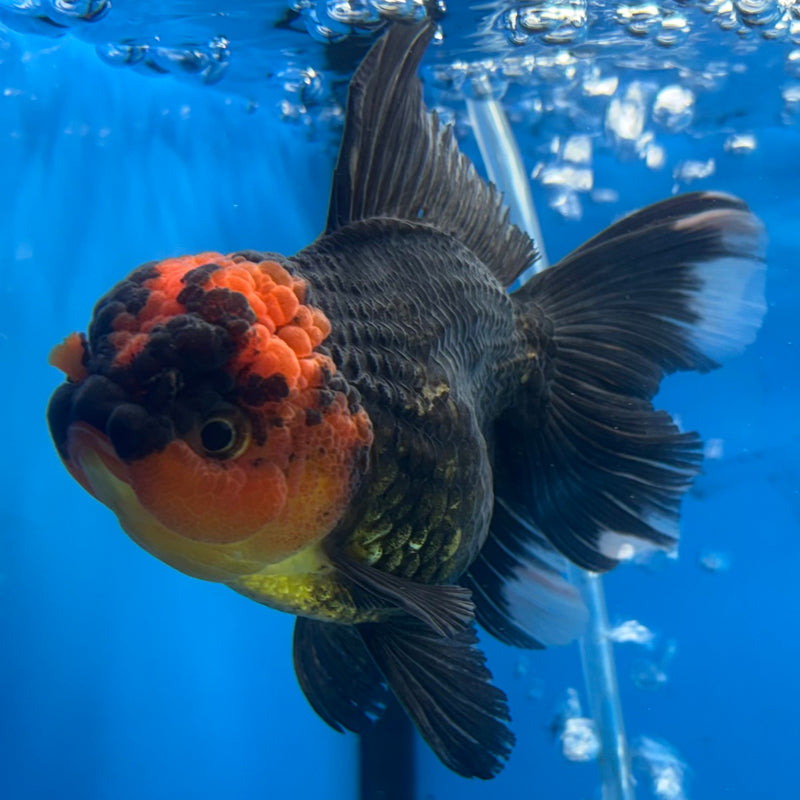 Thai Oranda Apache 3.5” Body Female(CK-925)R1BLUETUB4