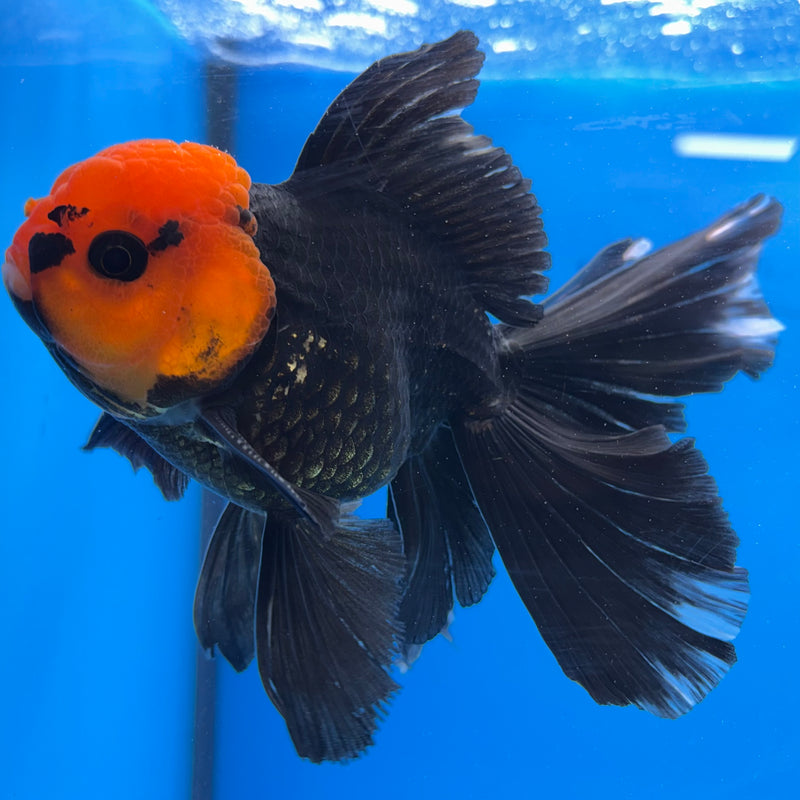 Thai Oranda Black Body Red Cap 3.5" Male(CK-1541)R2B13