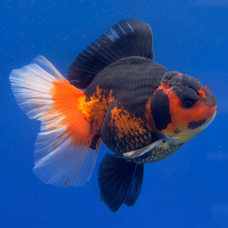 Thai Oranda Apache Tri 4in Male (FEB-311)R2B04