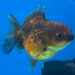 Thai Oranda Calico Yuanbao by SHOGUN 2.8” Body Male(CK-1590)R3B09