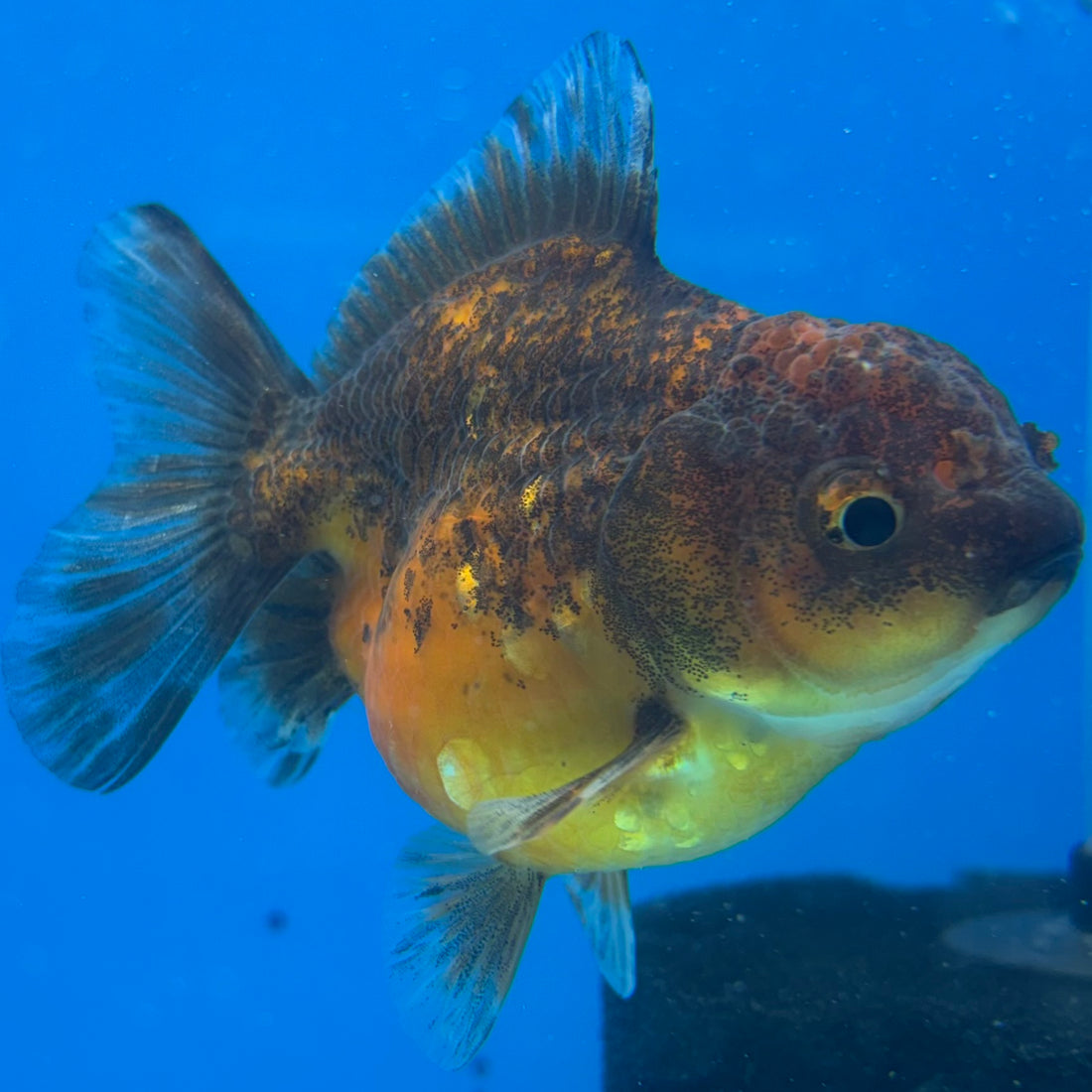 Thai Oranda Calico Yuanbao by SHOGUN 2.8” Body Male(CK-1590)R3B09