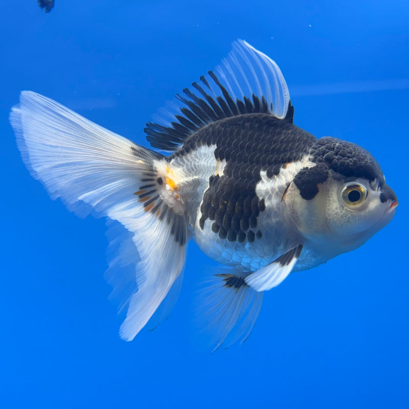 Thai Oranda Panda 3” Body Female(CK-1001)R3B18