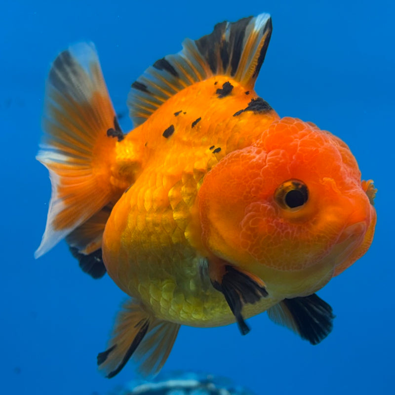 Thai Oranda SHOGUN 2.5” Body Female(CK-1154)R3A10