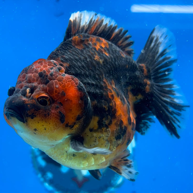Thai Oranda Calico 3.5” Body Male(CK-1518)BLUETUBD