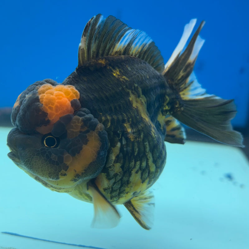 Thai Oranda Tri-Color Calico Tiger 3” Body Male(QGF-CK-1097)SHOWTANK