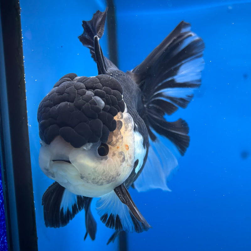 Thai Oranda Panda 3.5" Male(CK-1530)R2A05