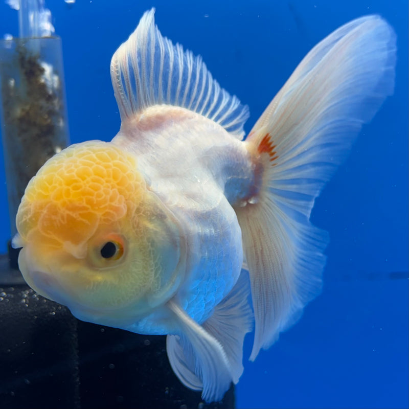 Thai Oranda Lemon Head White Polka Dot 3” Body Male(CK-987)R3B07