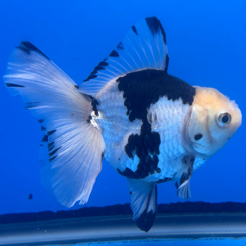 Thai Oranda Panda 3” Body Male(CK-1456)SHOWTANK2